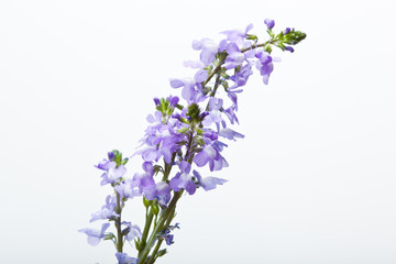 Fototapeta premium chwasty_04