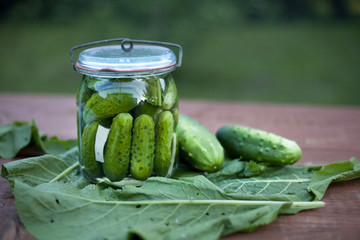 pickled cucumber  / ogórki kiszone lub małosolne - obrazy, fototapety, plakaty