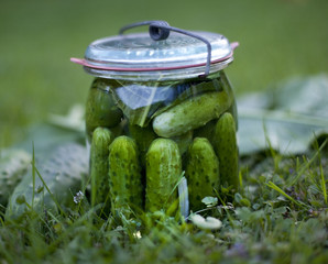 pickled cucumber  / ogórki kiszone - obrazy, fototapety, plakaty