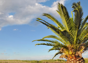 feuilles de palmier sur fond de ciel bleu