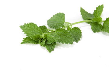 sprig lemon balm