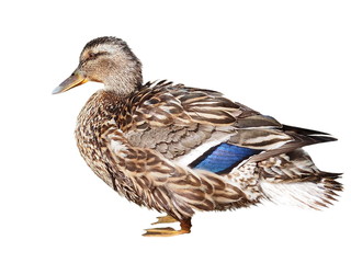 Mallard isolated on white background, Anas platyrhynchos