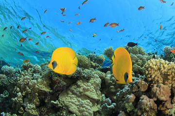 Fototapeta na wymiar Para Capistratus maskowane na rafy koralowej