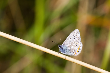 common blue butterfly