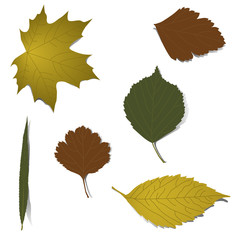 Isolated realistic autumn leaves