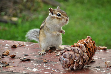 Бурундук (chipmunk) и кедровая шишка