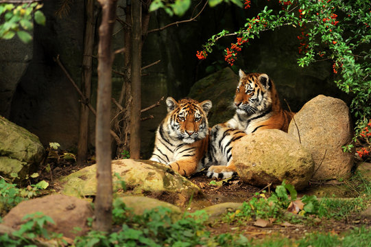 Fototapeta Zoo 132