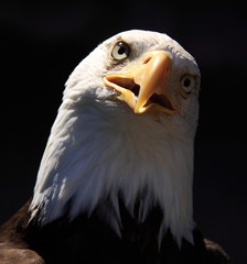 Bald eagle