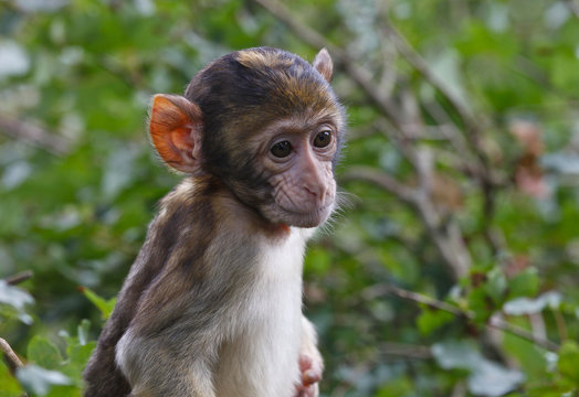 Petit Singe Images Browse 2 Stock Photos Vectors And Video Adobe Stock