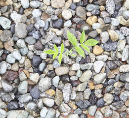 Зеленый росток на камнях