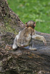 bébé singe de dos