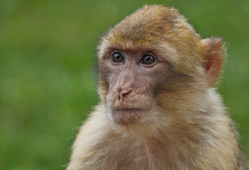 petit singe