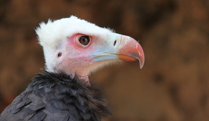 Bébé vautour