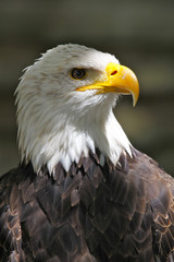 aigle américain 07