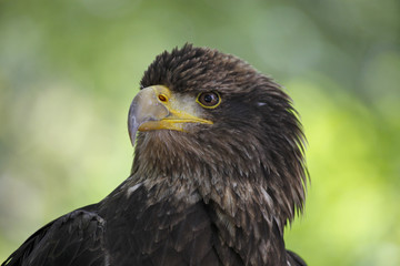 petit aigle