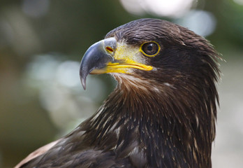 aigle