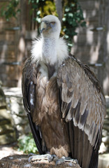 vautour debout