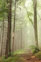 Fotobehang Bospad op de grens tussen dennen- en beukenbomen © Aniszewski