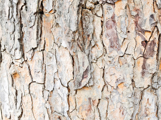 Texture of bark