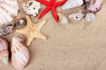 beautiful shells and starfish on sand