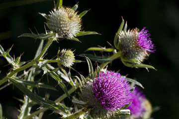 Thistle