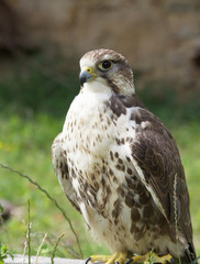 Würgfalke
