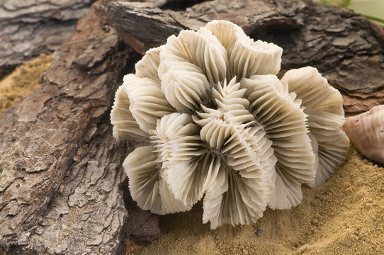 coral en fondo de arena y  madera