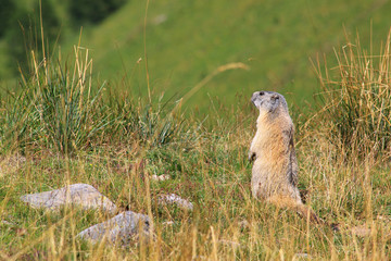 marmotte