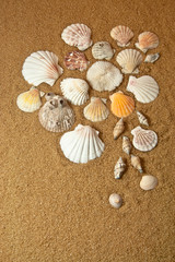 Fototapeta na wymiar Sea Shells on Sand