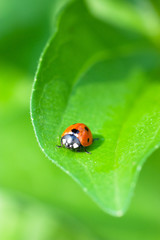 Ladybird