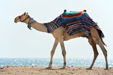 Camel at Red Sea beach
