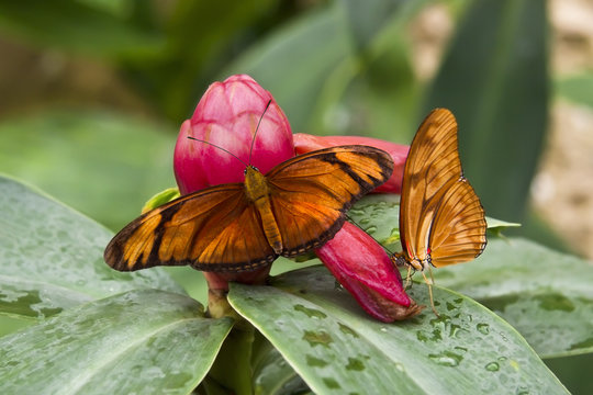 Mariposa Dryas Iulia sobre planta tropical.