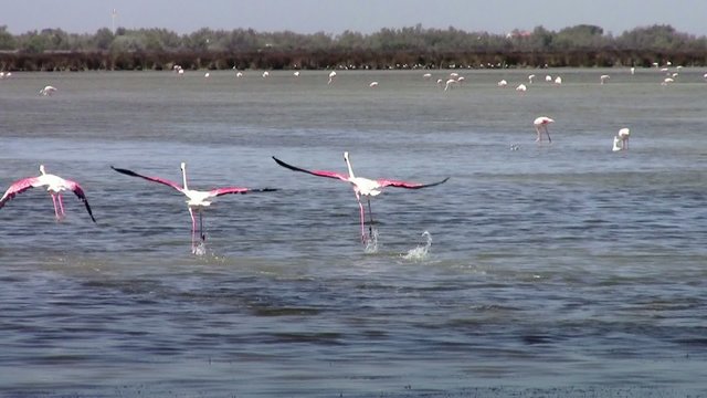 un volo di fenicotteri
