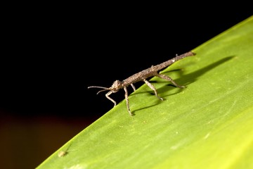 thorn stick insect