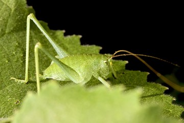 a long-horned grasshopper