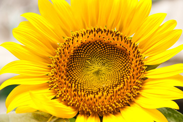 Sunflower bloom.