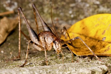 a long-horned grasshopper