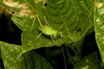 a long-horned grasshopper