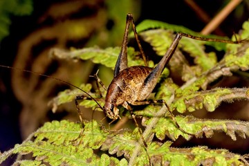 a long-horned grasshopper