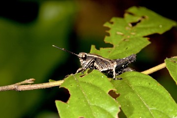 Locust nymphae