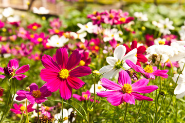 Flowers bloom in the garden.