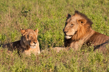 Male and female lion pair lying