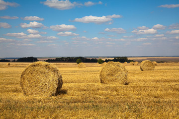 Haybale landscape