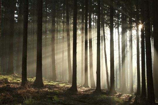 Fototapeta Pine trees lit by the morning sun on a foggy autumn day