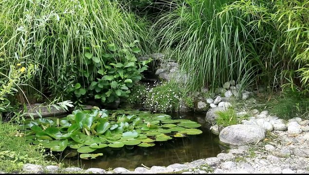 bassin aquatique de jardin zen