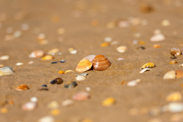 shell in wet sand on the beach