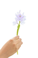 Hand holding Water Hyacinth (Eichhornia crassipes) flower