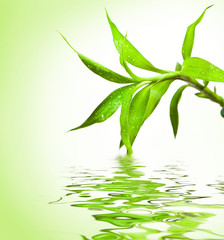 Bamboo leaves