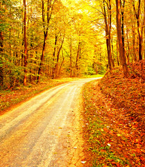 Fototapeta premium Nice forest at autumn