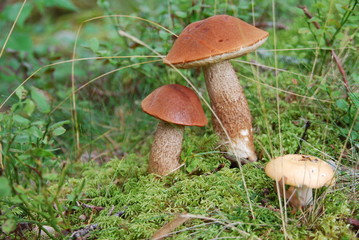 Rotkappe  (leccinum rufum)guter Speisepilz